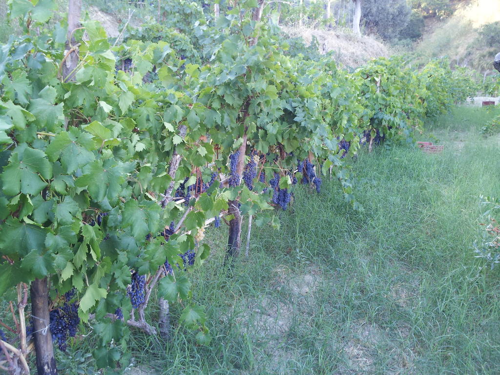Il Giardino Di Ausonia Bed & Breakfast Reggio di Calabria Dış mekan fotoğraf